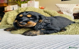 Cocker Spaniel dogs for sale: Top quality fully health tested show cocker pups - Image 21
