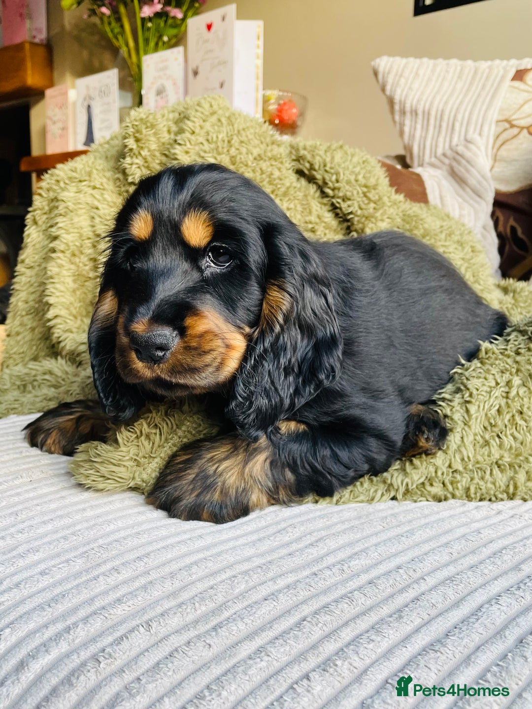 Cocker Spaniel dogs for sale: Top quality fully health tested show cocker pups - Image 21