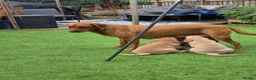 Labrador Retriever dogs for sale: Fox red labrador in Worcester - Advert 1