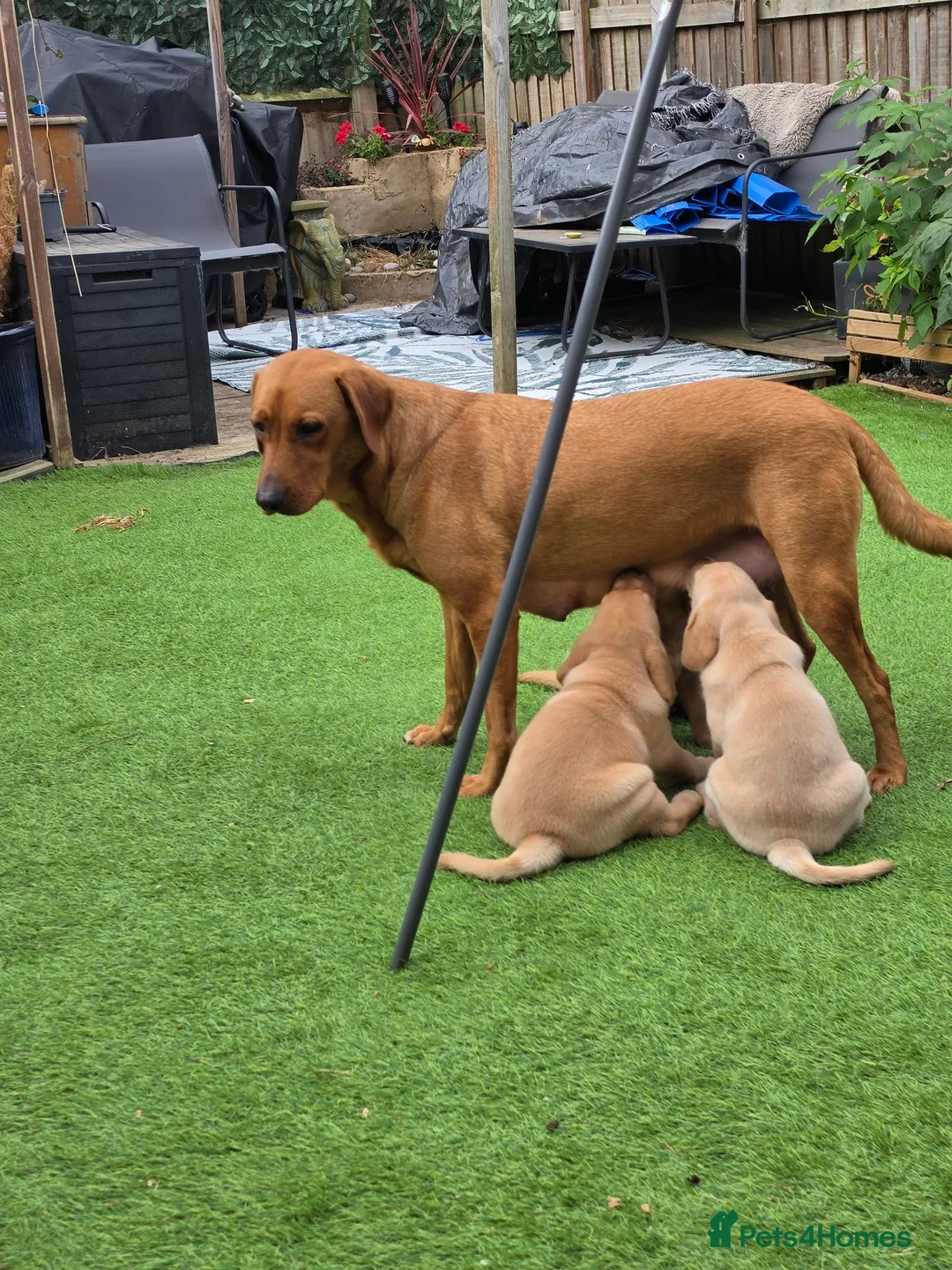Labrador Retriever dogs for sale: Fox red labrador in Worcester - Advert 1