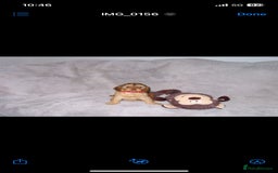 Cockapoo dogs for sale: Cockerpoo puppies  - Advert 5