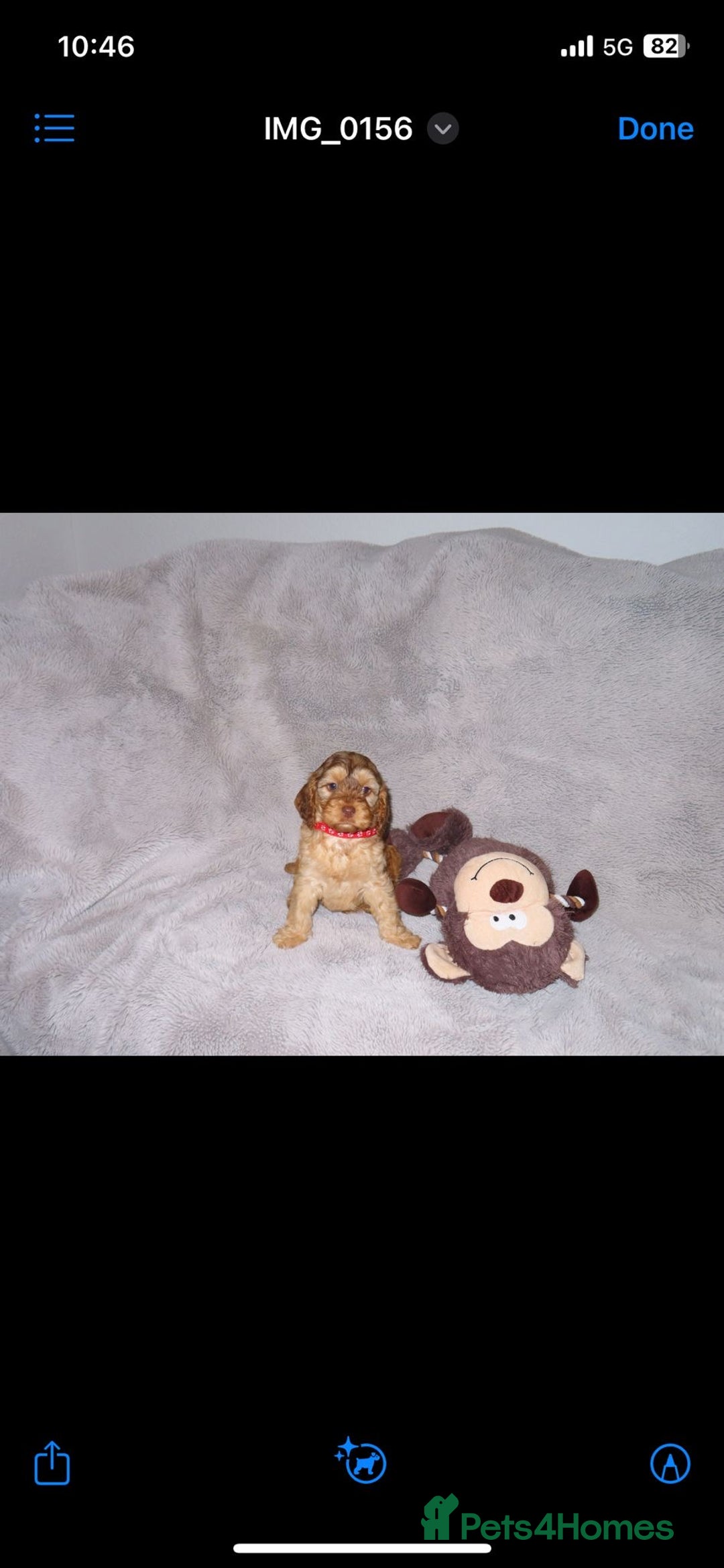 Cockapoo dogs for sale: Cockerpoo puppies  - Advert 5