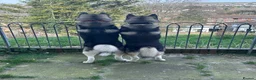 Alaskan Malamute dogs for stud: Two kc registered Male Alaskan malamutes for stud - Advert 2