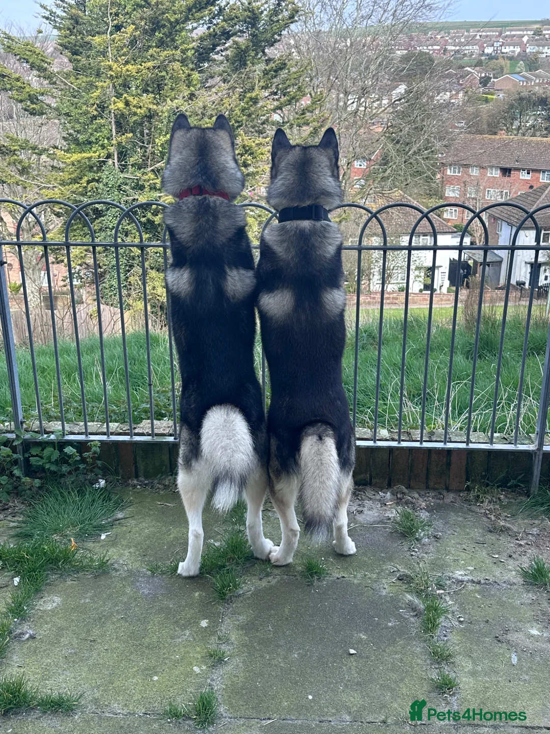 Alaskan Malamute dogs for stud: Two kc registered Male Alaskan malamutes for stud - Advert 2