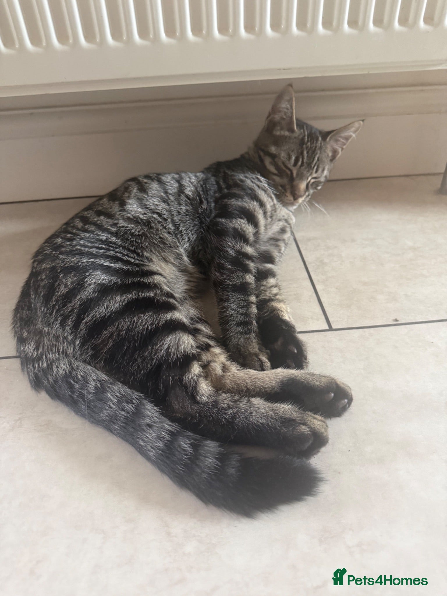 Maine Coon cats LAST MALE MAINE COON X KITTEN LEFT! - Advert 17