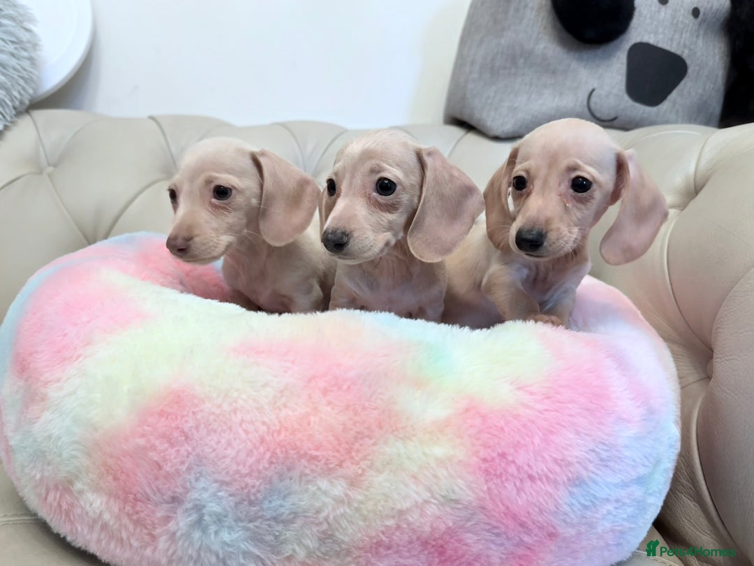 Miniature Dachshund dogs for sale: Miniature Dachshund 5 Star ⭐ Licensed Breeder - Image 7