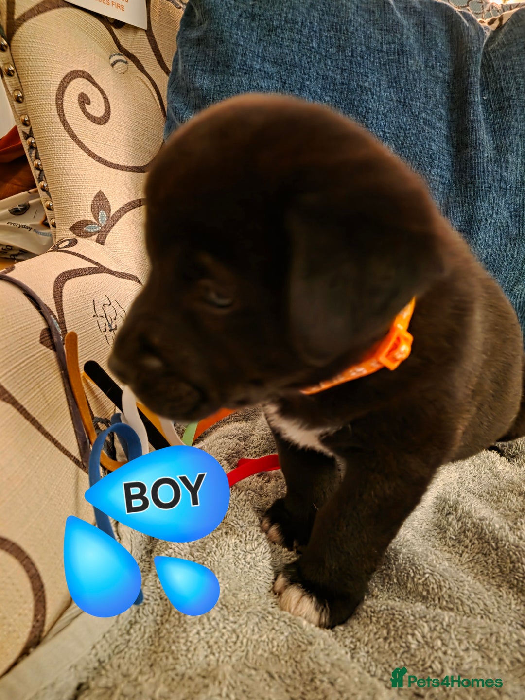 Mixed Breed dogs for sale: Gorgeous Labrakita (American Akita x Lab) Puppies - Advert 4