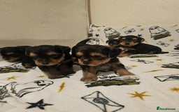 Yorkshire Terrier dogs for sale: Hello - Image 4