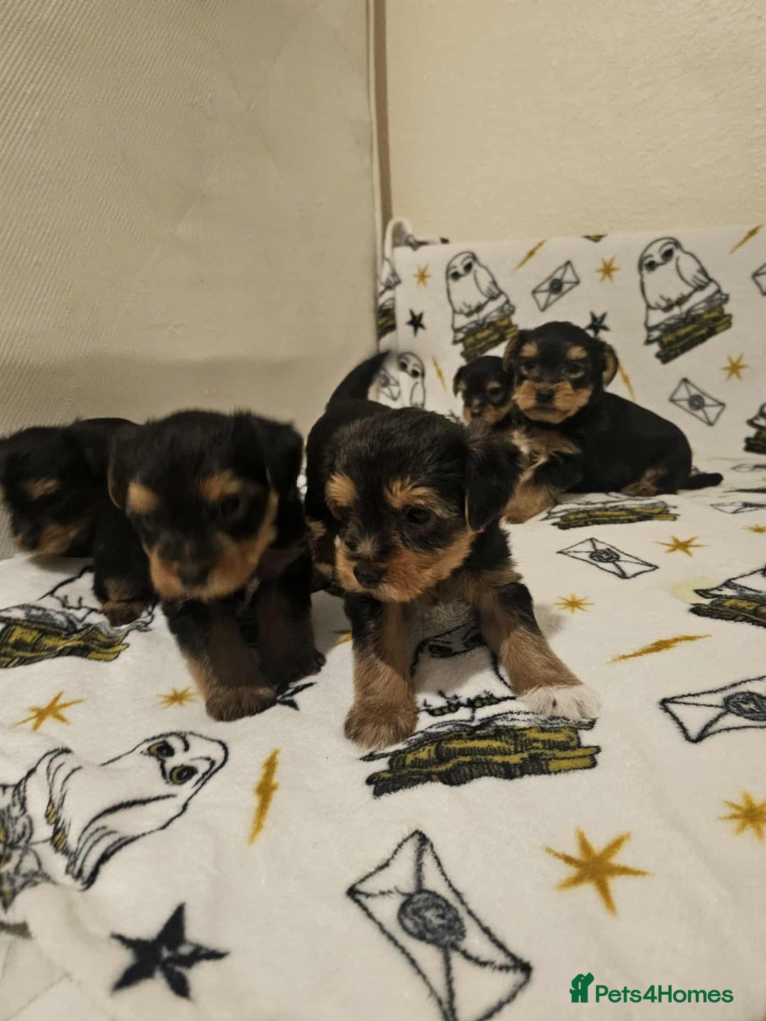 Yorkshire Terrier dogs for sale: Hello - Image 4