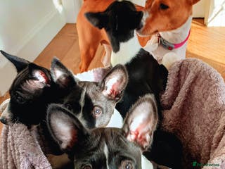 Basenji dogs Basenji pups ready now with 1st vaccination. - Advert 1