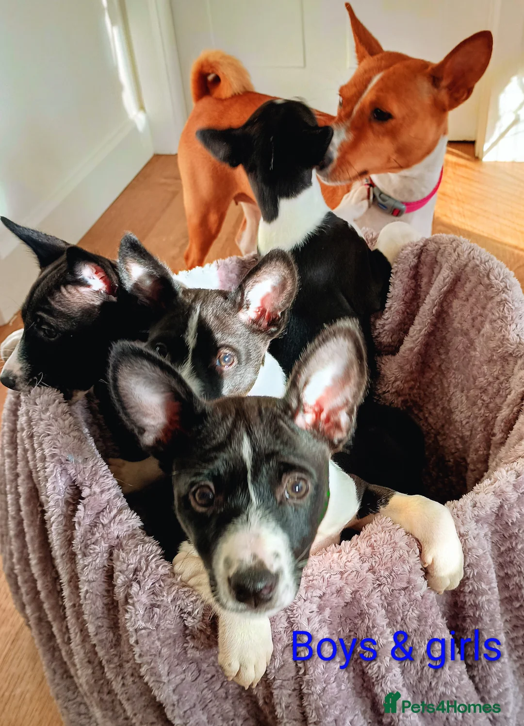 Basenji dogs for sale: Top quality lines pedigree Basenji pups.Ready now. - Advert 2