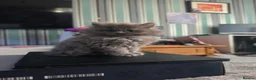 Persian cats for sale: Last female persian kittens ready now - Advert 9