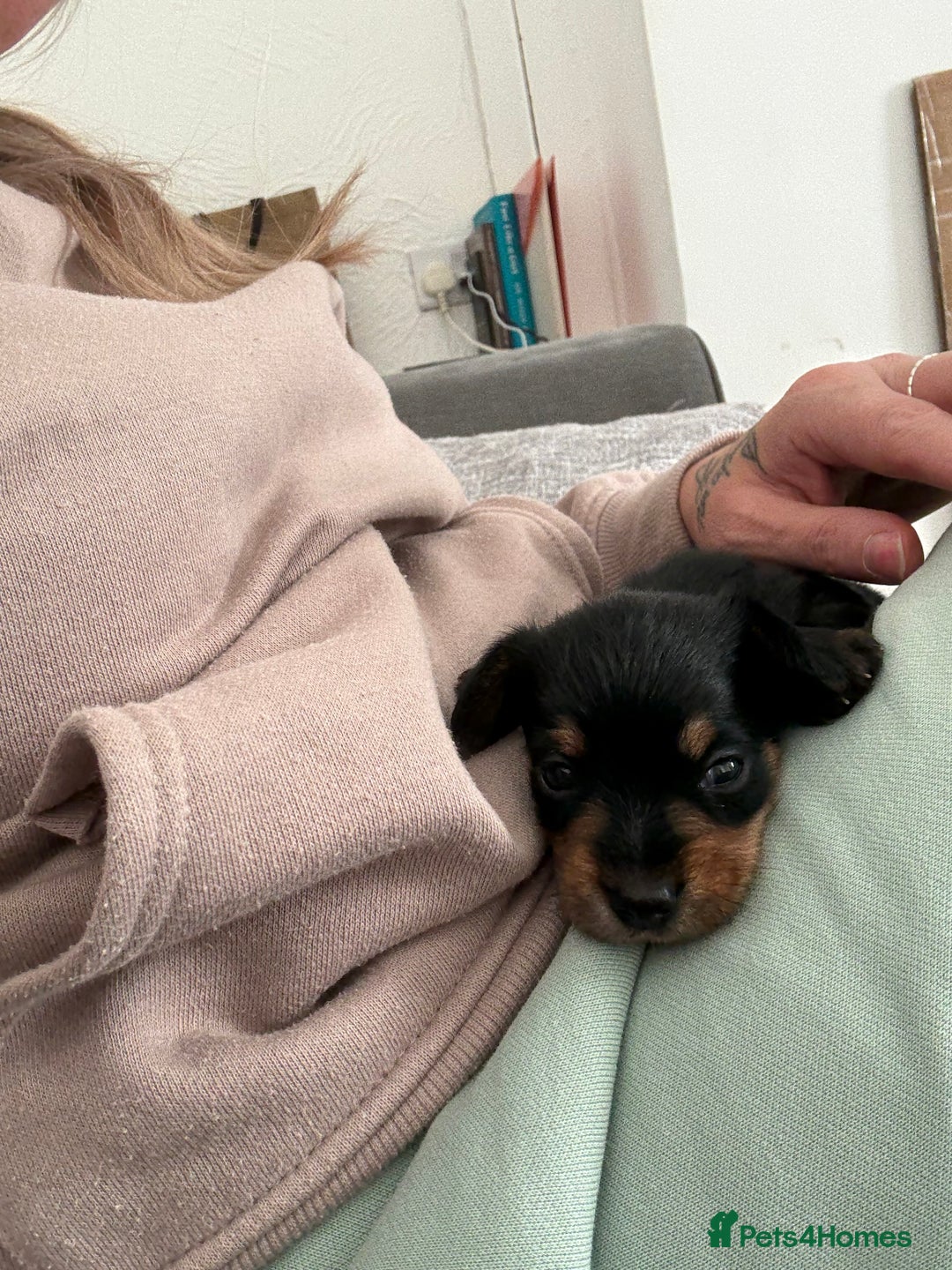 Mixed Breed dogs for sale: Miniature Dorkie - Yorkshire Terrier/Dashaund - Image 5