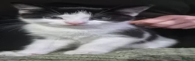 Turkish Van Kitten 1