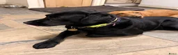 Labrador Retriever dogs for sale: 4 Beautiful Working Labrador Puppies - Advert 9