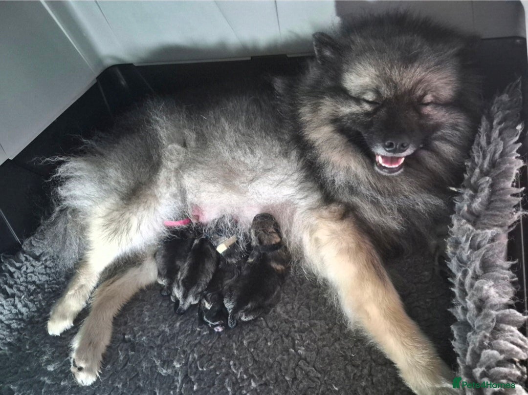 Keeshond dogs for sale: Stunning Keeshond puppies - Image 5