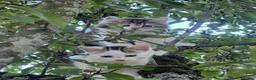Mixed Breed cats for sale: White and tabby hugely friendly kittens for sale - Advert 14