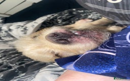 Mixed Breed dogs for sale: Reluctant re home/sale! - Image 4