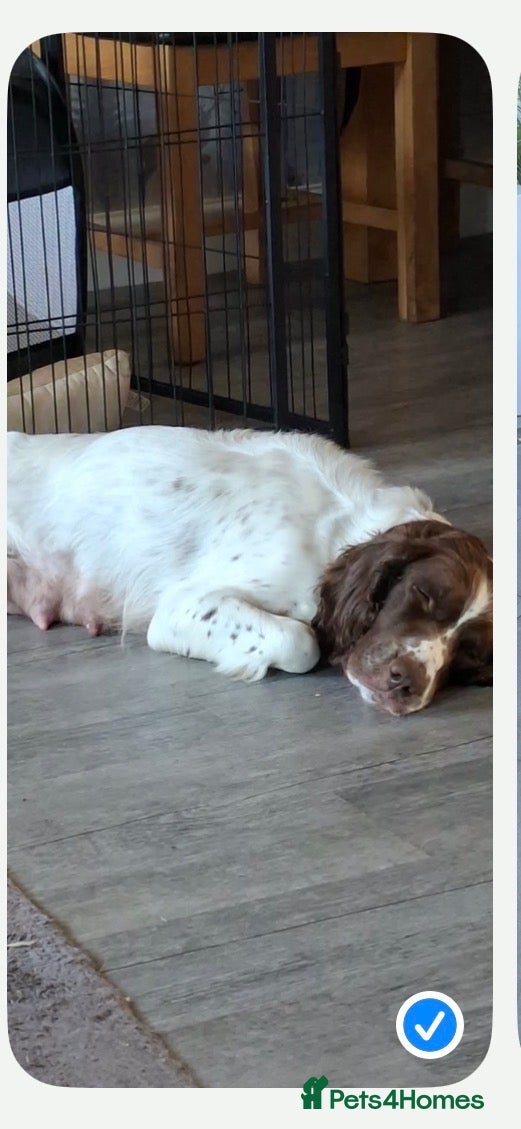 English Springer Spaniel dogs Miggers pup  - Advert 4