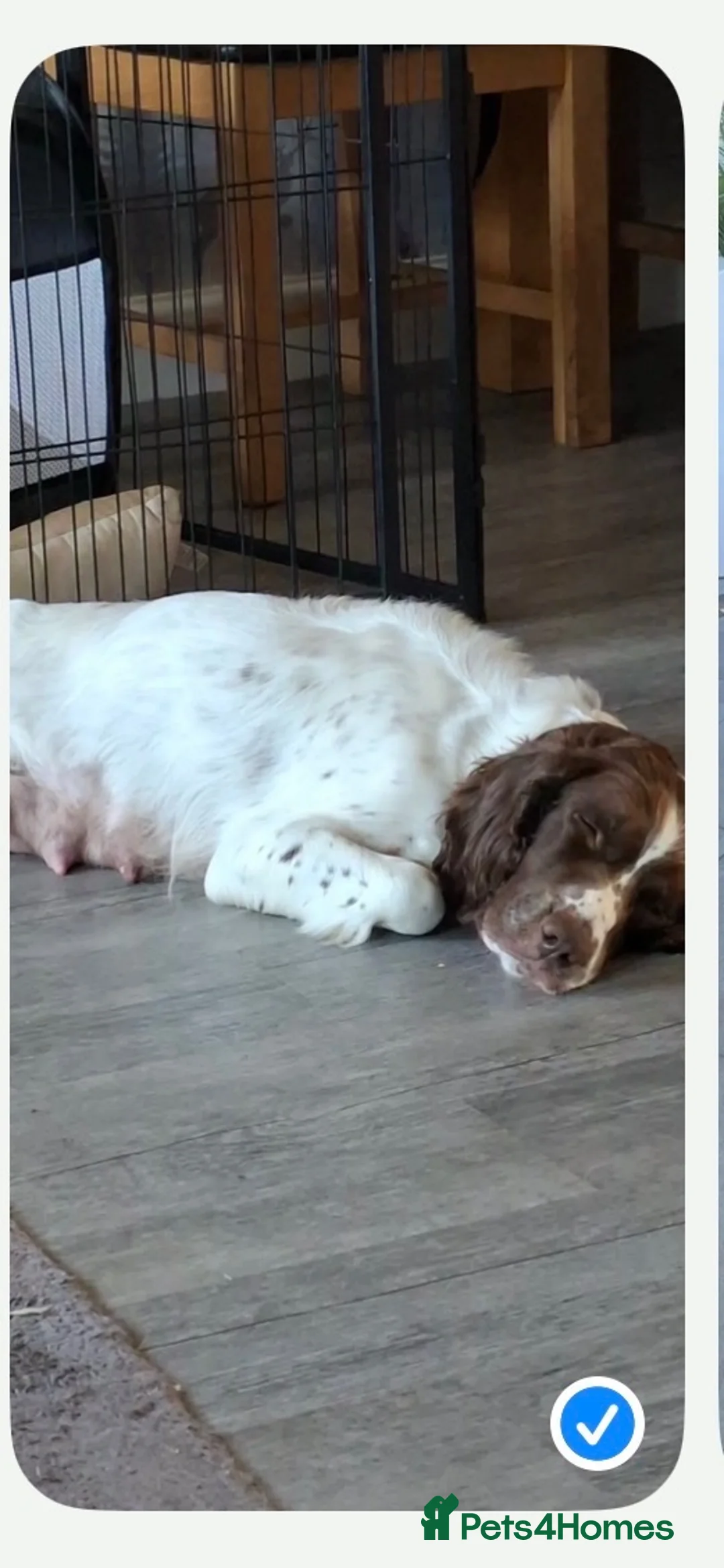 English Springer Spaniel dogs for sale: Miggers pup  - Advert 1