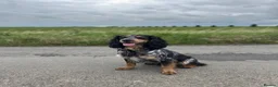 Cocker Spaniel dogs for stud: Blue roan and tan cocker spaniel for stud - Advert 5