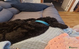 Cockapoo dogs for sale: Male Cockapoo - Image 2