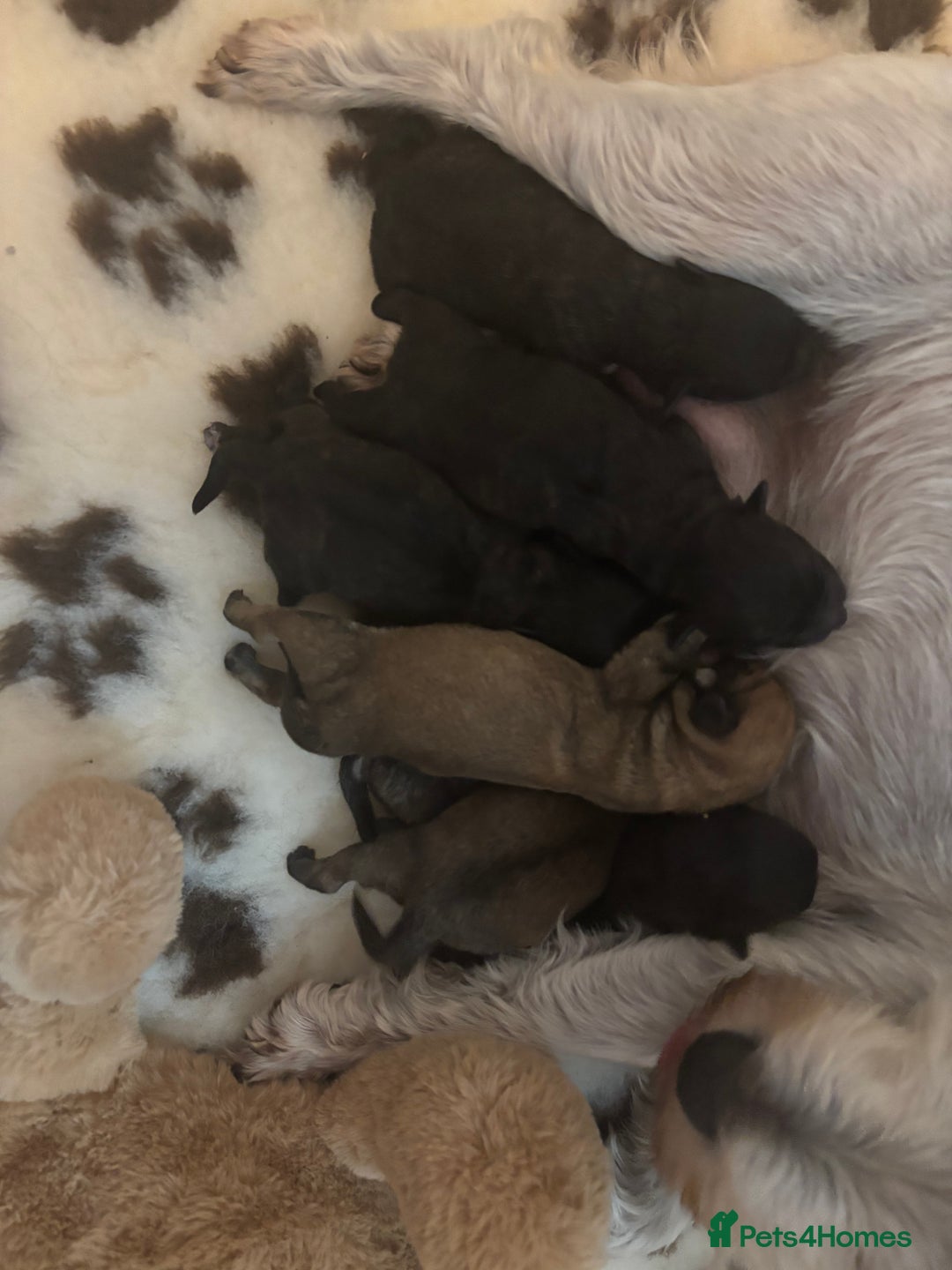 Mixed Breed dogs for sale: Westiepoo puppies - Advert 3