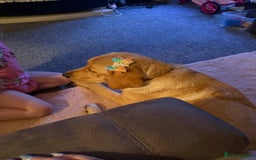Goldador dogs for sale: Beautiful natured male bailey - Image 3