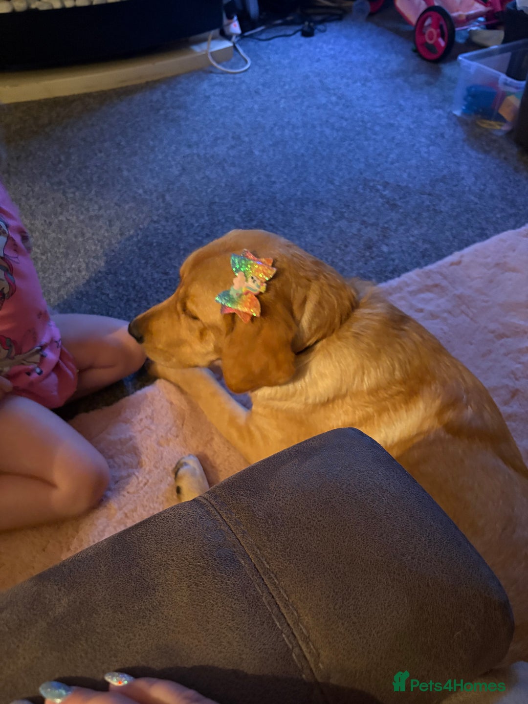 Goldador dogs for sale: Beautiful natured male bailey - Image 3