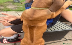 Rhodesian Ridgeback dogs for sale: Kc registered Rhodesian Ridgebacks puppies - Image 6