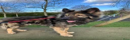 German Shepherd dogs for sale: Full pedigree GS for rehome  in Altrincham - Advert 13
