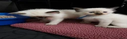 Ragdoll cats for sale: TICA/GCCF registered ragdoll kittens - Advert 17