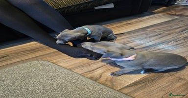 Whippet dogs - Advert 14