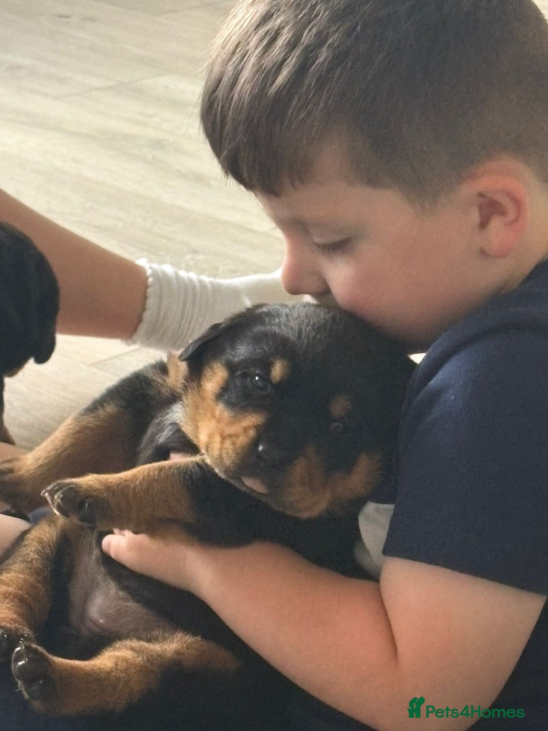 Rottweiler dogs for sale: Exclusive UK Rottweiler Puppy Champion Bloodlines - Image 23
