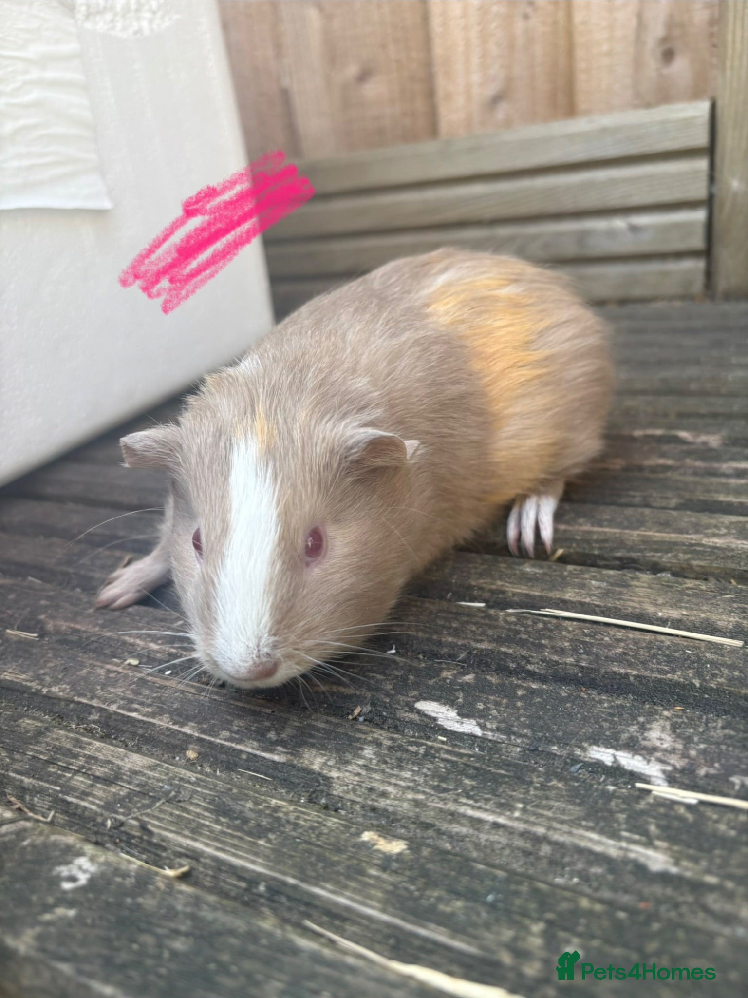 Guinea Pig rodents Guinea pigs boys and girls  - Advert 12