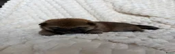 Japanese Shiba Inu dogs for sale: Shiba Inu puppies  - Advert 7