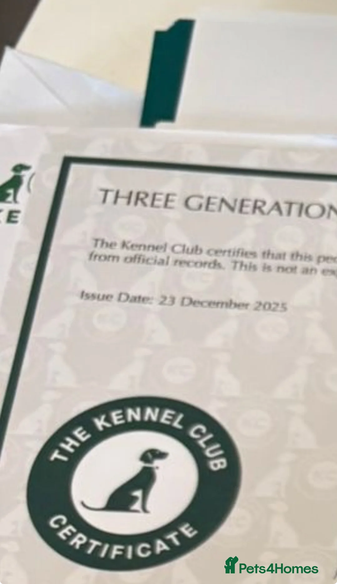 English Bulldog dogs for sale: KC English Bulldog - ready to go - Advert 11