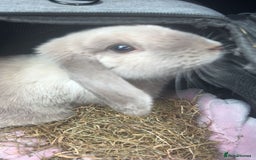 Mini Lop rabbits for sale: lovely male rabbit - Image 4