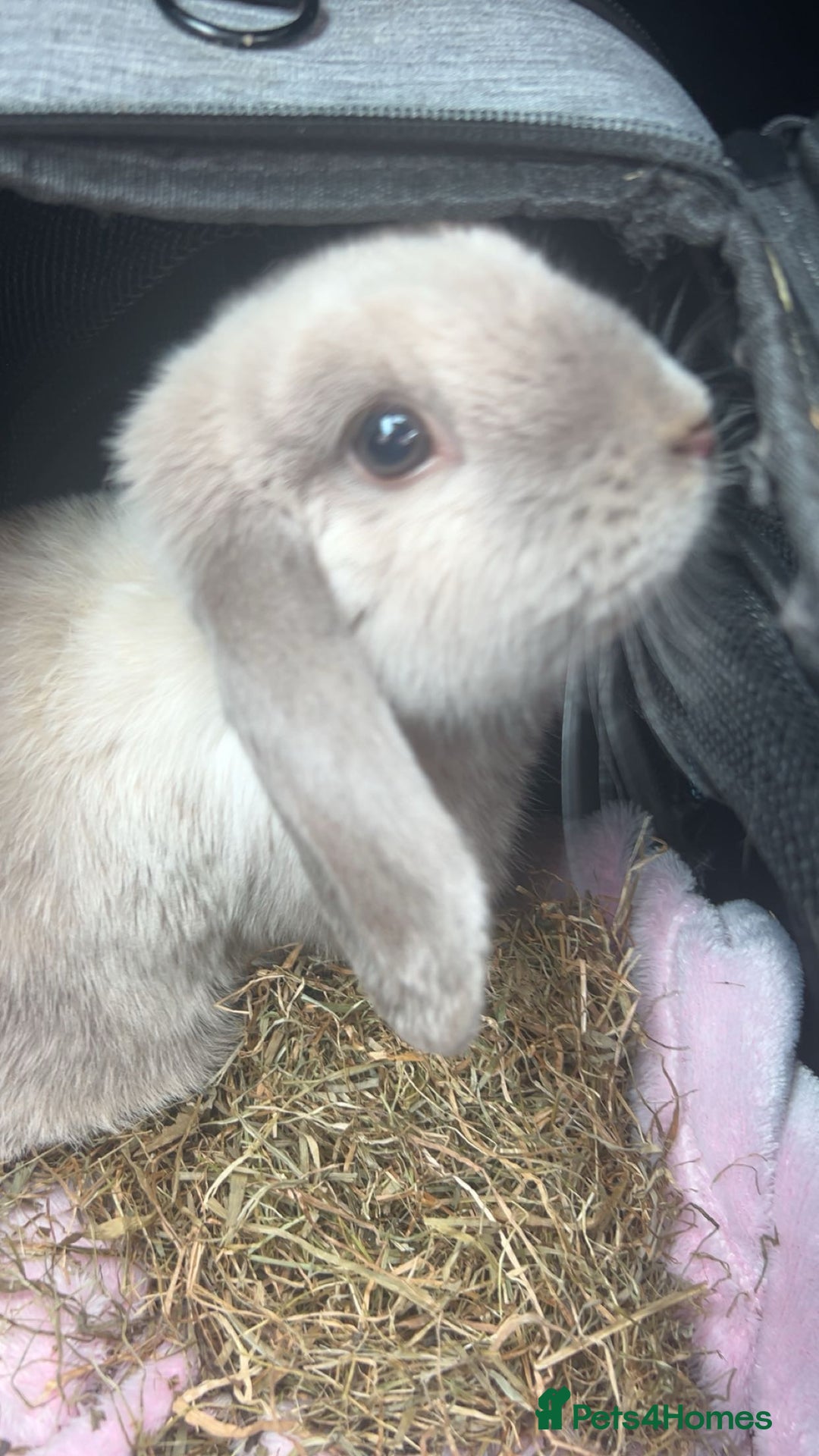 Mini Lop rabbits for sale: lovely male rabbit - Image 4