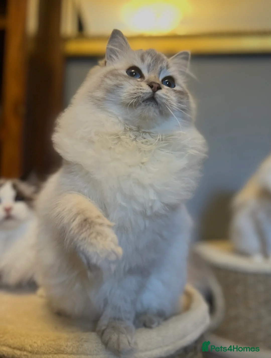 Ragdoll cats for sale: CHOCOLATE TABBY CP FEMALE KITTEN.  - Advert 1