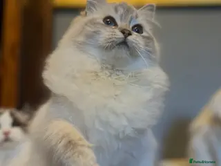 Ragdoll cats GCCF REGISTERED FEMALE KITTENS. - Advert 3