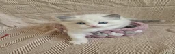Ragdoll cats for sale: ✨️Stunning Pedigree Ragdoll Kitten ✨️ - Advert 12