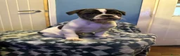 Dorset Olde Tyme Bulldogge dogs for sale: 9 Week old stunning pups in Saint Helens - Advert 1