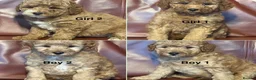 Cavapoo dogs for sale: Health Tested and Health Guaranteed Cavapoo Pups - Advert 1