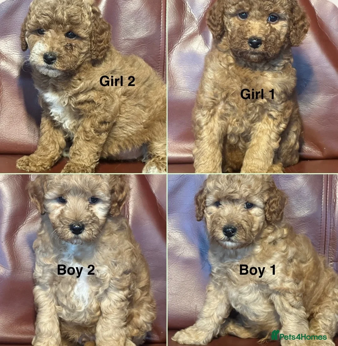 Cavapoo dogs for sale: Health Tested and Health Guaranteed Cavapoo Pups - Advert 1