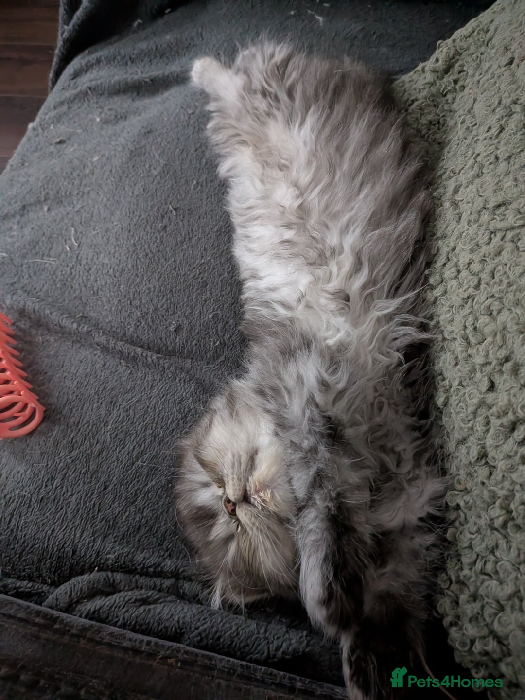 Persian cats for sale: Beautiful Persian kittens  - Image 4