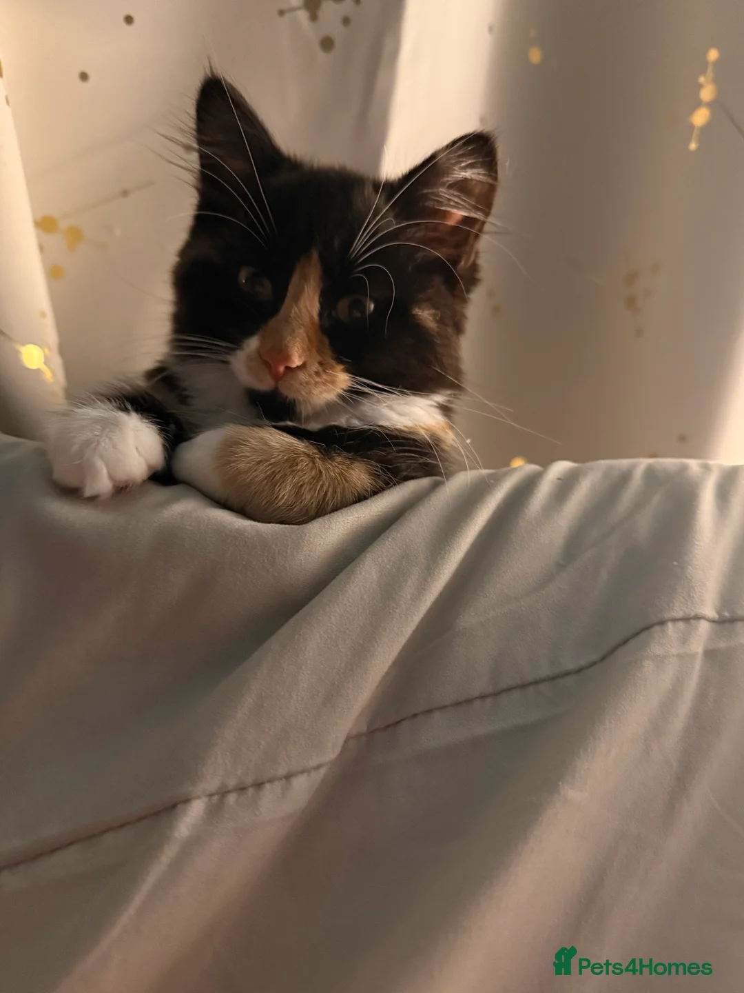 Mixed Breed cats for sale: Female kitten    pending  - Advert 10