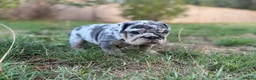 English Bulldog dogs for sale: Stunning KC reg English Bulldog puppies. in Newbury - Advert 26