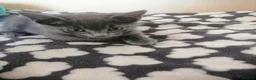 Mixed Breed cats for sale:  Kittens - Advert 9