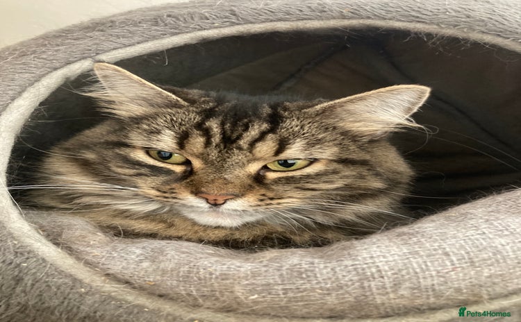 Mixed Breed cats for sale - Advert 1